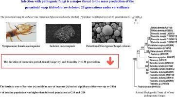 Infection with pathogenic fungi is a major threat to the mass production of the parasitoid wasp Habrobracon hebetor: 20 generations under surveillance