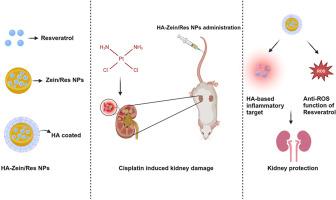 Hyaluronic acid-coated zein nanoparticle-mediated resveratrol therapy for the reduction of cisplatin-associated nephrotoxicity