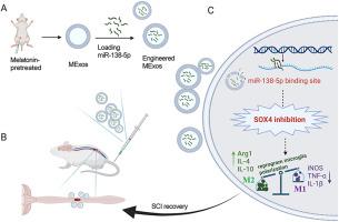 Engineered melatonin-pretreated plasma exosomes repair traumatic spinal cord injury by regulating miR-138-5p/SOX4 axis mediated microglia polarization