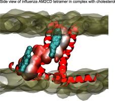 Conformational heterogeneity and structural features for function of the prototype viroporin influenza AM2