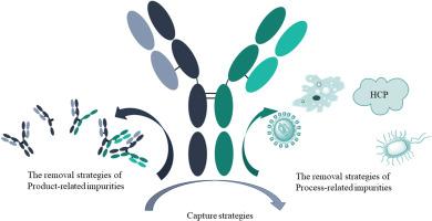 The downstream purification of bispecific antibodies