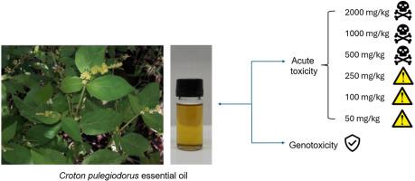 Acute oral toxicity and genotoxicity assessment of the essential oil from Croton pulegiodorus Baill (Euphorbiaceae) leaves in mice