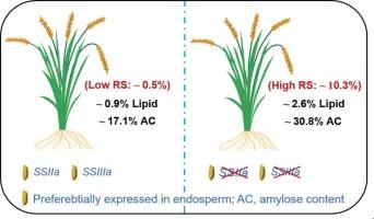 Loss-of-function of SSIIa and SSIIIa confers high resistant starch content in rice endosperm