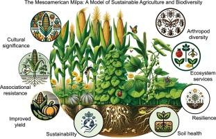 The mesoamerican milpa system: Traditional practices, sustainability, biodiversity, and pest control