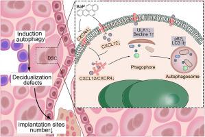 Benzo(a)pyrene promotes autophagy to impair endometrial decidualization via inhibiting CXCL12/CXCR4 axis