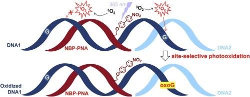 Diffusion of 1O2 along the PNA backbone diminishes the efficiency of photooxidation of PNA/DNA duplexes by biphenyl photosensitizer