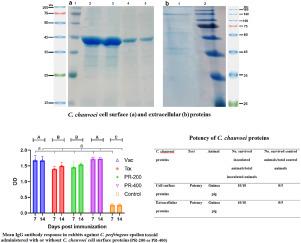 Protection efficacy and immunogenicity of Clostridium chauvoei proteins as a subunit blackleg vaccine or an adjuvant for Clostridium perfringens epsilon toxoid