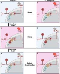 Neuropeptide Y Y2 receptors in acute and chronic pain and itch