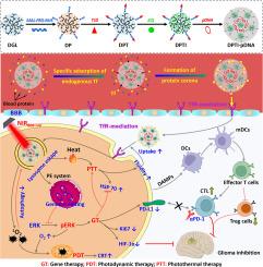 Overcoming multiple barriers to deliver photo-gene system for glioma-targeted combined therapy