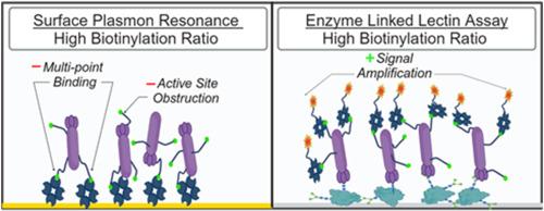 Impact of Lectin biotinylation for surface plasmon resonance and enzyme-linked Lectin assays for protein glycosylation