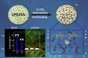 Polyethyleneimine assisted zeolitic imidazolate frameworks foam embed silver to enhance the uranium recovery from seawater