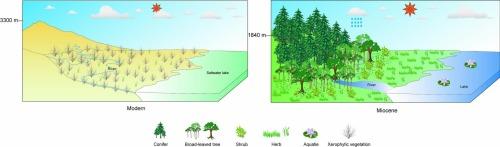 Miocene evolution of vegetation, climate, and elevation in the Wulan Basin of northeast Tibetan Plateau based on a CRACLE analysis of palynological assemblages