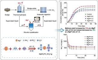 Struvite crystallization eliminates ammonia inhibition in thermal hydrolysis of waste activated sludge: Role of Mg/P ratio