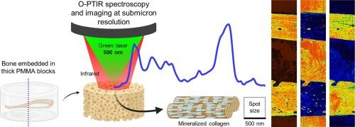 Assessment of submicron bone tissue composition in plastic-embedded samples using optical photothermal infrared (O-PTIR) spectral imaging and machine learning