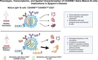 Phenotypic, transcriptomic, and spatial characterization of CD45RB+ naïve mature B cells: Implications in Sjögren's disease