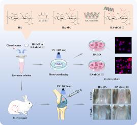 Cartilage regeneration achieved in photo-crosslinked hyaluronic hydrogel bioactivated by recombinant humanized collagen type III