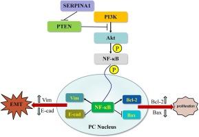 SERPINA1 promotes the invasion, metastasis, and proliferation of pancreatic ductal adenocarcinoma via the PI3K/Akt/NF-κB pathway