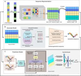 Cycle-ESM: Generation-assisted classification of antifungal peptides using ESM protein language model