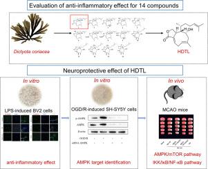 4-Hydroxydictyolactone alleviates cerebral ischemia injury by regulating neuroinflammation and autophagy via AMPK signaling pathway