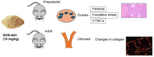 Deoxynivalenol induces ovarian damage and uterine changes in prepubertal and adult mice