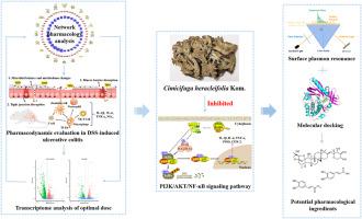 Cimicifuga heracleifolia kom. Attenuates ulcerative colitis through the PI3K/AKT/NF-κB signaling pathway