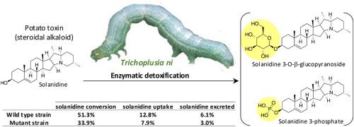 The fate of a Solanum steroidal alkaloid toxin in the cabbage looper (Trichoplusia ni)