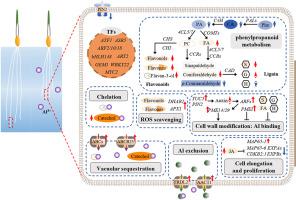 Multi-omics analysis unveils early molecular responses to aluminum toxicity in barley root tip