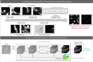 Artificial immunofluorescence in a flash: Rapid synthetic imaging from brightfield through residual diffusion