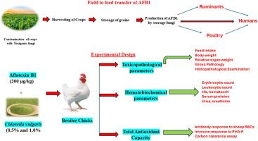 Dietary Chlorella vulgaris mitigates aflatoxin B1 toxicity in broiler chicken: Toxicopathological, hematobiochemical and immunological perspectives