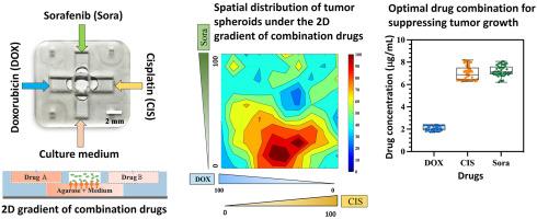 Analysis of chemosensitivity of tumor spheroids exposed to two-dimensional gradient of combination drugs in a hydrogel-based diffusion microfluidic platform