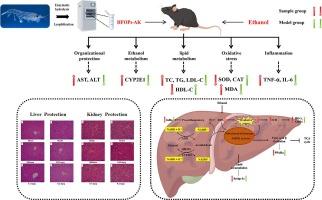 High Fischer ratio oligopeptides from Antarctic krill: Ameliorating function and mechanism to alcoholic liver injury through regulating AMPK/Nrf2/IκBα pathways