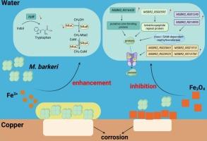 Mechanistic investigation of ferric ion and ferriferous oxide on M. barkeri-mediated copper corrosion