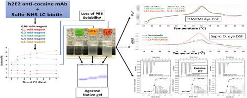 Decreased solubility and increased adsorptivity of a biotinylated humanized anti-cocaine mAb