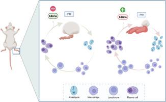 Trypanosoma cruzi P21 protein exacerbates Leishmania (L.) amazonensis infection