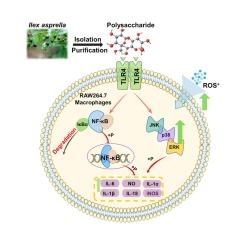 Ilex asprella-derived polysaccharide activates macrophage via TLR4-mediated NF-κB and MAPK signaling pathways