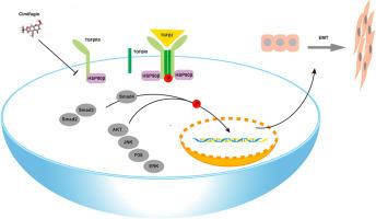 Binding with HSP90β, cimifugin ameliorates fibrotic cataracts in vitro and in vivo by inhibiting TGFβ signaling pathways