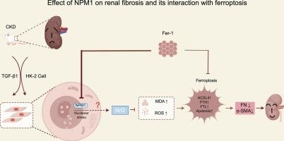 Increased NPM1 inhibit ferroptosis and aggravate renal fibrosis via Nrf2 pathway in chronic kidney disease