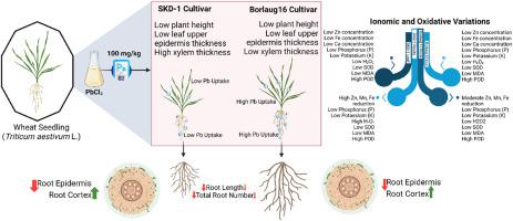 Adaptive mechanisms of wheat cultivars to lead toxicity through enhanced oxidative defense, ionomic redistribution, and anatomical modifications