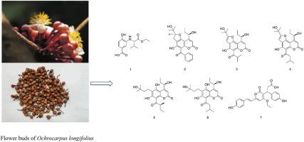 Seven undescribed compounds from dried flower buds of Ochrocarpus longifolius