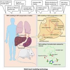 Modeling on in vivo disposition and cellular transportation of RNA lipid nanoparticles via quantum mechanics/physiologically-based pharmacokinetic approaches