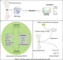 The role of AKR1B10 in osteogenic differentiation of mesenchymal stem cells and atrophic nonunion