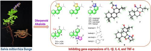 Anti-inflammatory oxazole-, nitro- and hexahydropyrrolo[2,1-b]oxazole-containing abietane diterpenoid alkaloids from Salvia miltiorrhiza