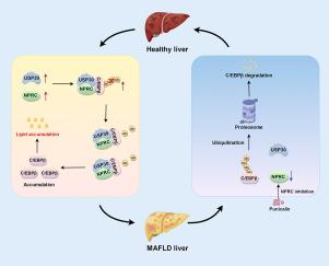 NPRC promotes hepatic steatosis via USP30-mediated deubiquitination of C/EBPβ