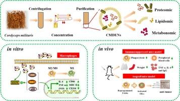 A novel exosome-like nanovesicles from Cordyceps militaris potentiate immunomodulatory and anti-tumor effect by reprogramming macrophages