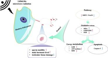 Blueberry anthocyanins regulate SIRT1/FoxO1 pathway to inhibit oxidative stress and reduce testicular tissue damage induced by microwave radiation in rats