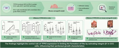 Tissue factor pathway inhibitor-2 inhibits integrin β1 activation and focal adhesion formation and suppresses peritoneal ovarian cancer dissemination in mice