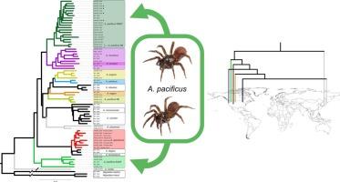 Revisiting evolutionary relationships of Antrodiaetus (Araneae, Mygalomorphae, Antrodiaetidae) using phylogenomics; implications for species diversity and biogeography of a persistent Holarctic lineage