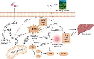 Ameliorative actions of ginseng flower alcoholic extract, on drug-induced hepatotoxicity: A focus on PI3K/AKT/mTOR signaling modulation and intestinal microbiome homeostasis