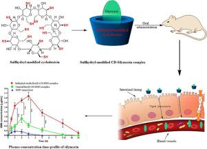 Microwave-assisted, sulfhydryl-modified β-cyclodextrin-silymarin inclusion complex: A diverse approach to improve oral drug bioavailability via enhanced mucoadhesion and permeation