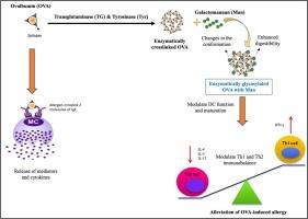 Enhanced immunomodulatory properties of ovalbumin through transglutaminase and tyrosinase/caffeic acid-catalyzed crosslinking plus galactomannan conjugation alleviates allergic asthma